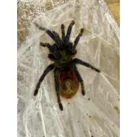 Chromatopelma cyaneopubescens - Green Bottle Blue Tarantula (Large size, believed to be female) - Collection only