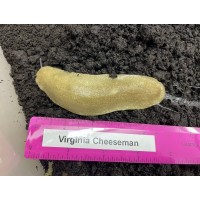 Pancake Slug (Veronicella sloanei) Large juvenile