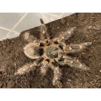 Grammostola pulchripes - Chaco Golden Knee Tarantula
