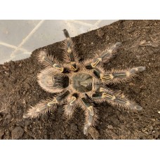 Grammostola pulchripes - Chaco Golden Knee Tarantula