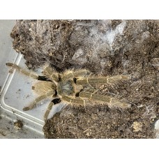 Hysterocrates laticeps - Nigerian Brown Baboon Tarantula (matured December 2023)