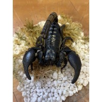 Asian Black Forest Scorpion (Heterometrus silenus) Adult female