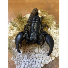 Asian Black Forest Scorpion (Heterometrus silenus) Adult female