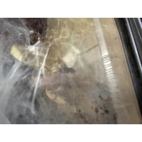 Hysterocrates gigas - Cameroon Baboon Tarantula (adult female with egg sac and free tank) - Collection only