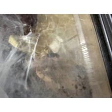 Hysterocrates gigas - Cameroon Baboon Tarantula (adult female with egg sac and free tank) - Collection only
