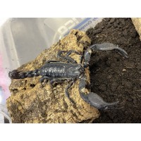 Giant Asian Blue Forest Scorpion (Javanimetrus cyaneus) Adult/Sub-adult
