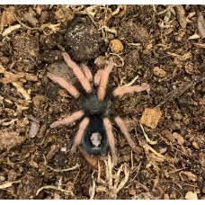 Kochiana brunnipes - Brazilian Dwarf Beauty Tarantula