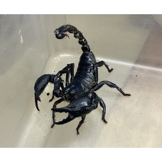 Asian Black Forest Scorpion (Heterometrus species) Adult/Sub-adult