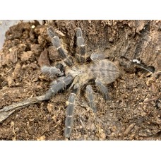 Cyriopagopus species “Hati Hati” - Purple Earth Tiger