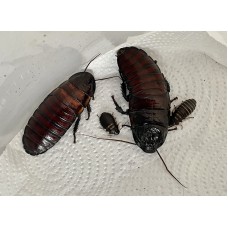 Hissing Cockroach (Gromphadorhina species) Family (Mum, Dad & 2 Babies)