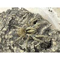 Spanish Wolf Spider (Hogna hispanica) Juvenile x 5