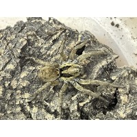 Spanish Wolf Spider (Hogna hispanica) Adult/Sub-adult