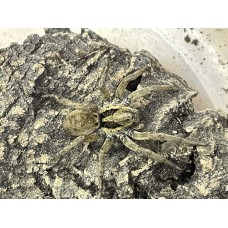 Spanish Wolf Spider (Hogna hispanica) Juvenile