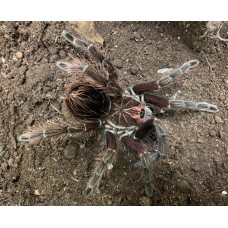 Pamphobeteus machala - Purple Starburst Birdeating Tarantula