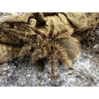 Tliltocatl albopilosus - Curly Hair Tarantula (large size, believed to be female) - Collection only