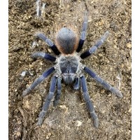 Lasiocyano sazimai - Brazilian Blue Tarantula