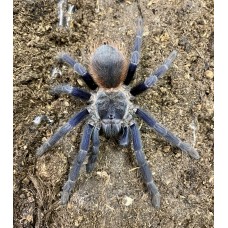 Lasiocyano sazimai - Brazilian Blue Tarantula