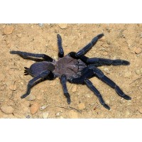 Orphnaecus species 'blue' - Blue Panay Tarantula