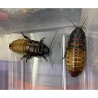 Tiger Hissing Cockroach (Gromphadorhina grandidieri) Adult/Sub-adult