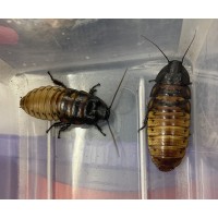 Tiger Hissing Cockroach (Gromphadorhina grandidieri) Nymph