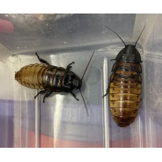 Tiger Hissing Cockroach (Gromphadorhina grandidieri) Adult/Sub-adult
