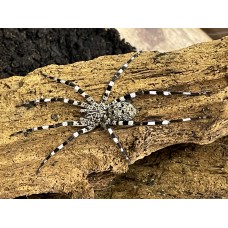 Madagascar Zebra Spider (Viridasius sp. sylvestris) - Large juvenile