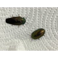 Emerald Cockroach (Pseudoglomeris magnifica) Small nymphs x 3