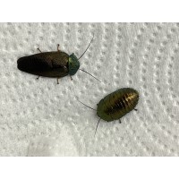 Emerald Cockroach (Pseudoglomeris magnifica) Nymph