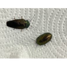 Emerald Cockroach (Pseudoglomeris magnifica) Nymph