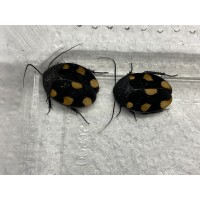 Orange Domino Cockroach (Therea regularis) Very small nymph x 3
