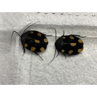 Orange Domino Cockroach (Therea regularis) - Per Tub