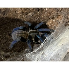 Cyriopagopus lividum - Cobalt Blue Tarantula