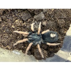 Kochiana brunnipes - Brazilian Dwarf Beauty Tarantula