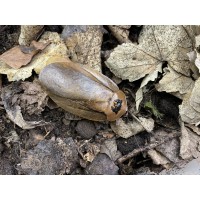 Giant Panama Leaf Cockroach (Archimandrita species 'Cerro chucanti') Nymph