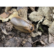 Giant Panama Leaf Cockroach (Archimandrita species 'Cerro chucanti') Nymph