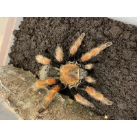 Brachypelma boehmei - Mexican Beauty (mature female)