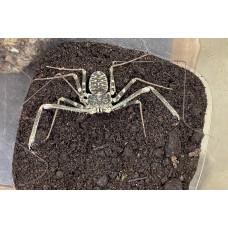 ZTail-less Whip Scorpion (Damon medius) Medium Juvenile