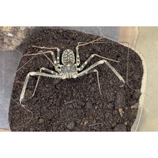 Tail-less Whip Scorpion (Damon medius) Large juvenile