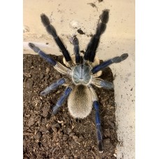 Monocentropus Balfouri - Socotra Island Blue Tarantula
