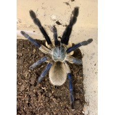 Monocentropus balfouri - Socotra Island Blue Tarantula