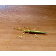 Malaysian Green Jewel Stick Insect (Necrosia annulipes) Adult/Sub-adult