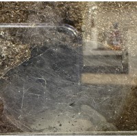 Hysterocrates laticeps - Nigerian Brown Baboon Tarantula (adult female with egg sac and free tank) - Collection only