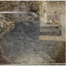 Hysterocrates laticeps - Nigerian Brown Baboon Tarantula (adult female with egg sac and free tank) - Collection only