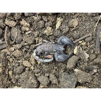 Thai Bush Scorpion (Chaelius cimrmani) Juvenile