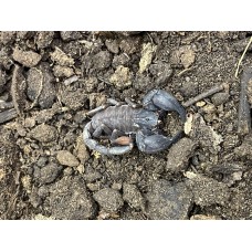 Thai Bush Scorpion (Chaelius cimrmani) Juvenile
