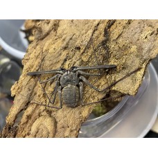 Tail-less Whip Scorpion (Euphrynichus bacillifer) Juvenile
