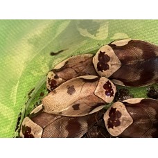 Butterfly Cockroach (Gyna centurio) Per Tub