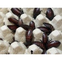 Hissing Cockroach (Gromphadorhina species) - Per tub