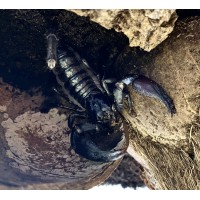 Asian Black Forest Scorpion (Heterometrus species) Large Juvenile/Sub-adult