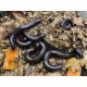 Millipedes Millipedes